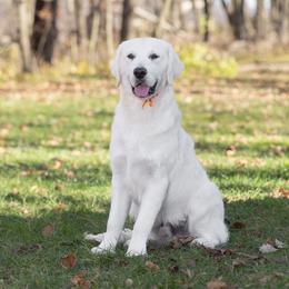 Mr Orange - Light golden Golden Retriever puppy in Sheridan, Indiana from Majestic Manor Goldens