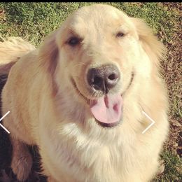 Georgia  - Golden Retriever