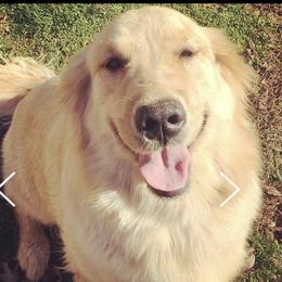 Georgia  - Golden Retriever