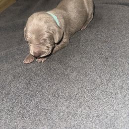 Gia - Silver gray female Weimaraner puppy in Spartanburg, South Carolina from Palmetto State Weimaraners