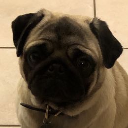 Greta - Pug