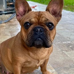 French Bulldogs from Nordic Nuggets