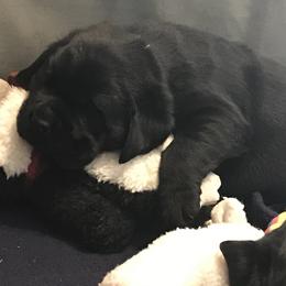 Labrador Retriever Puppies from GreenGate Labs