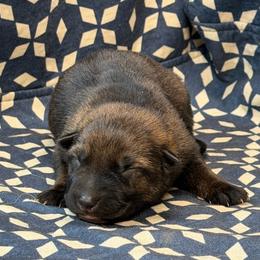No Collar - Sable female German Shepherd puppy in Riverside, California from Von Der Sagobi
