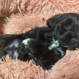 Landen (blue) - Black male Miniature Schnauzer puppy in Ravensdale, Washington from Serenity Schnauzers