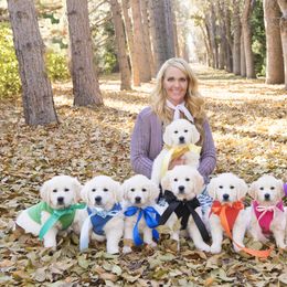 German Shepherd and Golden Retriever Puppies from Sweetheart Therapy Dogs LLC