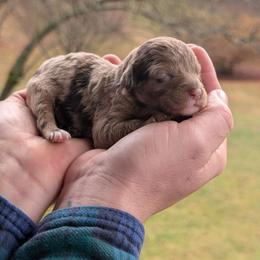 Girl 5 - Merle female Cavapoo puppy in Coshocton, Ohio from Forever Family Puppies