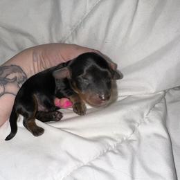 Paddy - Black and tan male Dachshund puppy in Westport, Kentucky from Lonestar Creek Farm