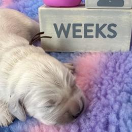 Mr Brown - Light golden Golden Retriever puppy in Denton, Texas from Farley Goldens