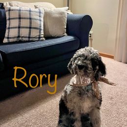 Bernedoodle and Goldendoodle All Grown Up from A.N.A. Doodles