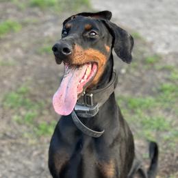 Fendi - Doberman Pinscher