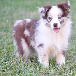D'arcy - Red merle female Miniature Australian Shepherd puppy in Patterson, North Carolina from DreamLine Aussies