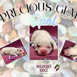 Girl 4 - female Sheepadoodle puppy in Tahlequah, Oklahoma from Mulberry Ridge Doodles