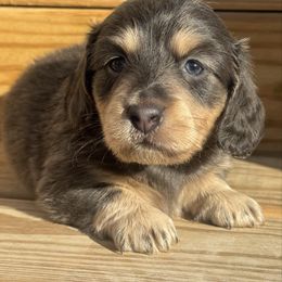 Alex - Blue and cream male Dachshund puppy in Duncanville, Alabama from Bear Creek Dachshunds