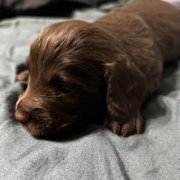 Boy 1 - Chocolate male Dachshund puppy in Sheridan, Arkansas from Farmhouse Dachshunds