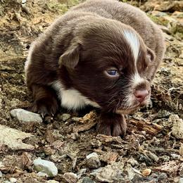 Bonfire - Red & white female Miniature Australian Shepherd puppy in White Plains, Kentucky from Garrett’s Ridge Farm