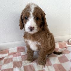 Girl 2 - Red female Irish Doodle puppy in Bloomfield, Iowa from Schooley Doodles