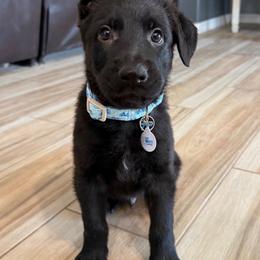 Blue - Black male German Shepherd puppy in Buckeue, Arizona from Légende Vivante Du Chief Kennel