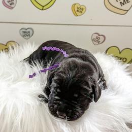 Miss purpl Collar - Black female Labrador Retriever puppy in Lake City, Michigan from Loon Lake Labradors