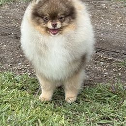 Chip - Wolf sable male Pomeranian puppy in Coleman, Oklahoma from Pretty Poms