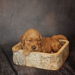 Duke - male - Goldendoodle puppy in Lyman, Wyoming from Sweet Oakley Doodles