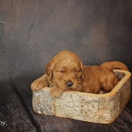 Duke - male - Goldendoodle puppy in Lyman, Wyoming from Sweet Oakley Doodles
