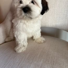 White bear - Black and white female Shih Tzu puppy in Bullhead City, Arizona from Arizona Shih Tzu Land
