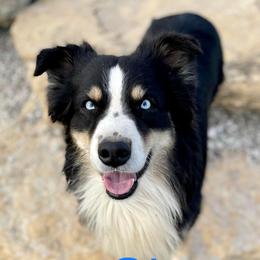 Cletus - Australian Shepherd