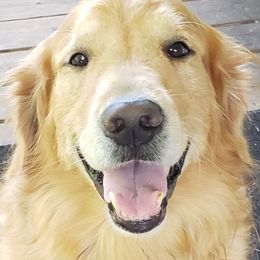German Shepherd and Golden Retriever All Grown Up from Bonham Farms