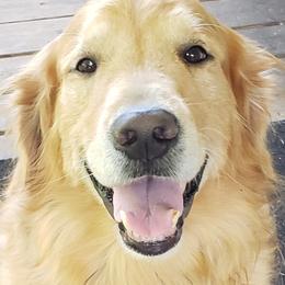 German Shepherd and Golden Retriever All Grown Up from Bonham Farms
