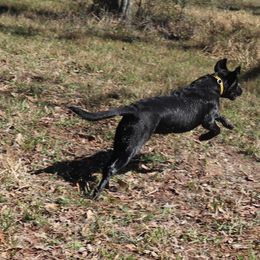 Labrador Retriever Puppies from Coram Deo Retrievers