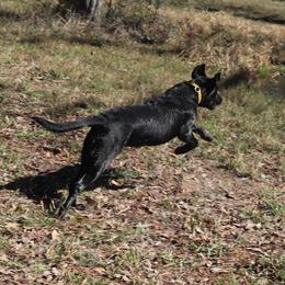 Labrador Retriever Puppies from Coram Deo Retrievers