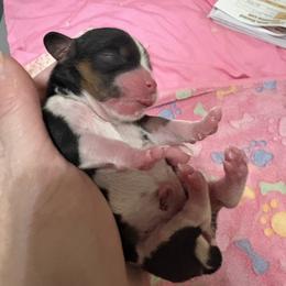 Tri girl no 1 - Tri-color female Cavalier King Charles Spaniel puppy in Melbourne, Florida from Majestic Cavaliers of Melbourne FL