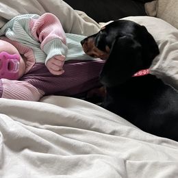 Dachshund Puppies from Little Legs Miniature Dachshunds