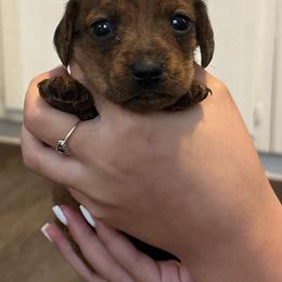 Heidi - Brindle female Dachshund puppy in Colonial Heights, Virginia from Mimi’s Doxies