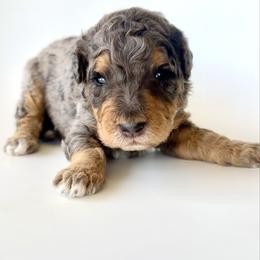 Harbor - Blue merle female Bernedoodle puppy in Pulaski, Tennessee from Doodle My Heart