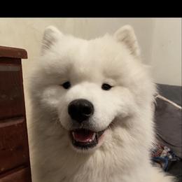 Lilu - Samoyed