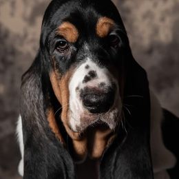 Basset Hounds from Blue Coast Bassets