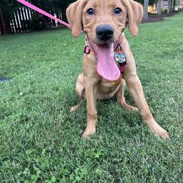 Labrador Retriever Puppies from Oak Hollow Retrievers