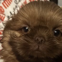 Boy 3 - Shih Tzu puppy from Mending Hearts Shih Tzu's