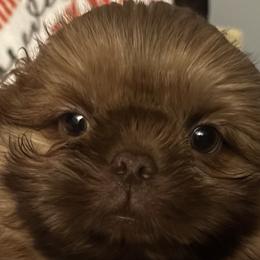 Boy 3 - Shih Tzu puppy from Mending Hearts Shih Tzu's