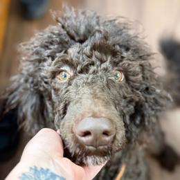 Jaxx - Poodle