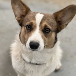 Sailor - Sable female Pembroke Welsh Corgi puppy in Ocala, Florida from Dolan Farms Corgis