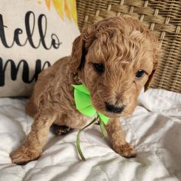 Prince - Red  male Goldendoodle puppy in Augusta, Georgia from Ivey's Poodles & Doodles