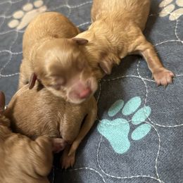 Skylar - Red female Cavapoo puppy in River Falls, Wisconsin from Dottie's Doodles