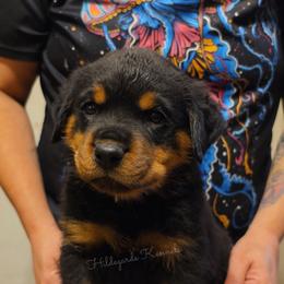 Morris - Black and mahogany male Rottweiler puppy in Oregon from Hildegarde Kennels