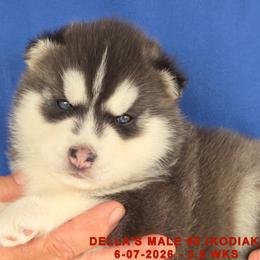 DELLA'S MALE 5 - Black and white male Siberian Husky puppy in Manilla, Iowa from Bruck's Siberian Huskies