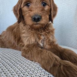 Patty - Red  female Goldendoodle puppy in Galt, Missouri from Only Doodles!