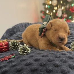 Pumpkin spice - Golden female Golden Retriever puppy in Salt Lake City, Utah from Soaring golden retrievers