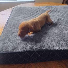Brown - Vizsla puppy from Izabella Vizslas